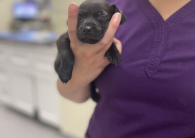 veterinarian holding a black puppy