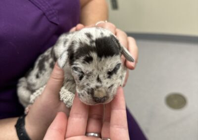 veterinarian holding a puppy